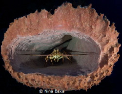 Lobster and Sponge.
Caribbean Spiny Lobster, Panulirus a... by Nina Baxa 